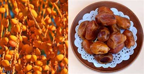 Types of Dates: Delicious Varieties of Date Fruit From Around the World