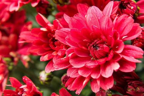 Chrysanthemum Flower Meaning, Symbolism, and Folklore - Petal Republic