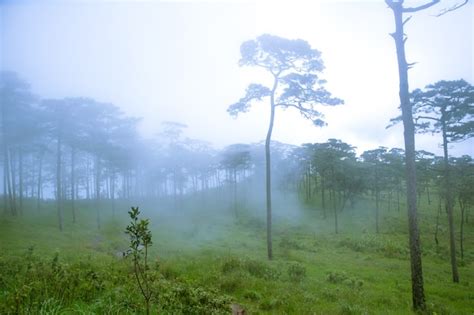 Premium Photo | Fog or mist on tree in the forest