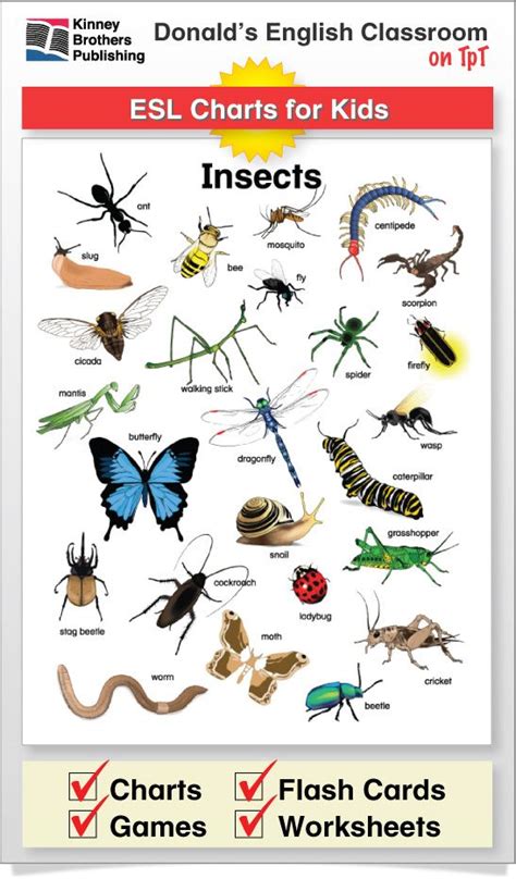 Insect Chart | Insects, Literacy and Students