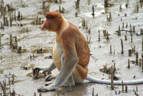 proboscis monkey (Selected Mammals Of Borneo) · NaturaLista Mexico