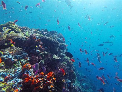 The best snorkelling in Komodo National Park - Our 6 favourite spots