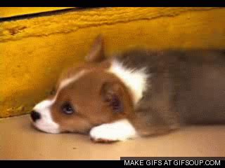 Corgi smile | Corgi smile, Corgi, Create animated gif