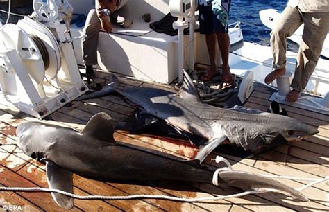 Sharm-el-Sheikh shark attack: Photo shows blood in Egypt's Red Sea | Daily Mail Online