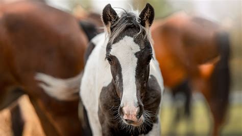 Discovering Piebald Horses: Striking Patterns And Colors