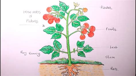 How TO Draw tomato plants step by step/draw a plant/tomato plant ...