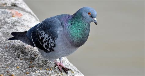 Pigeon poop problem weighs down Sid Buckwold Bridge - Pigeon Patrol ...