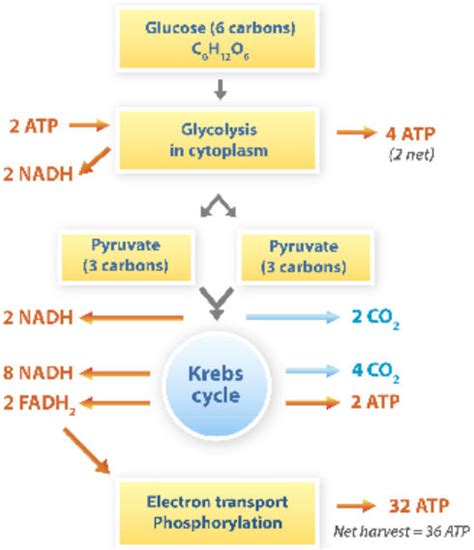 Cell Respiration Steps