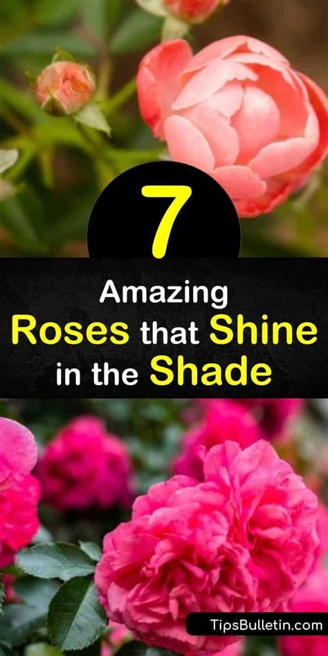 7 Amazing Roses that Shine in the Shade | Roses for shade, Climbing roses for shade, Shade roses