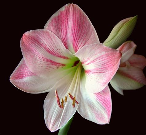 Caring for Amaryllis in the Winter | Continuous Amaryllis Blooms | The ...