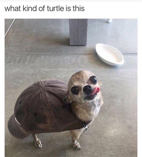 Funny meme of a chihuahua inside a baseball cap, the caption says " what turtle is this ...