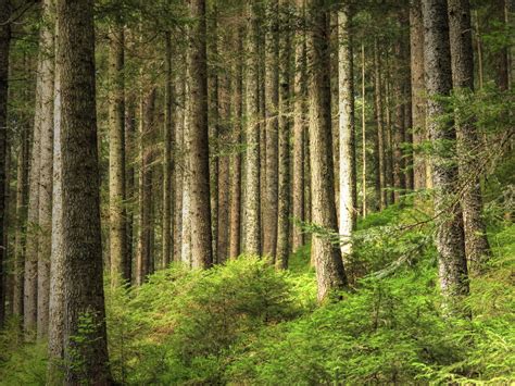 Black Forest | Schwarzwald bei Freiburg / Deutschland Black … | Flickr