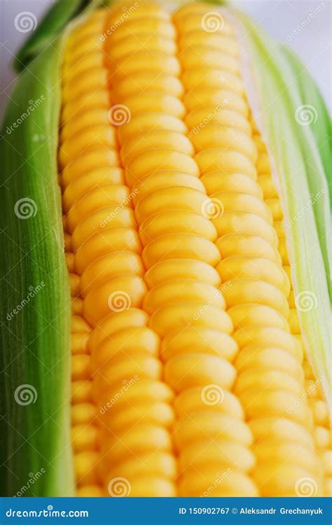 Corn Grains in Close-up Closeup, Rows of Fresh and Ripe Yellow Corn Kernels, Corn Cob. Close-up ...