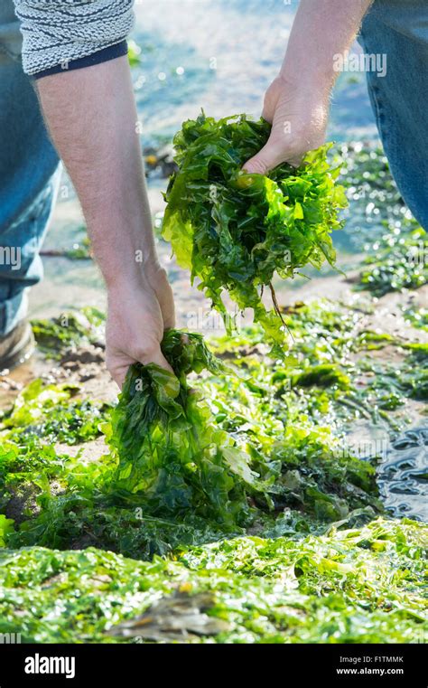 Ulva lactuca man foraging seaweed hi-res stock photography and images - Alamy