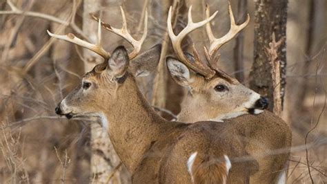 Maryland's deer firearms hunting season opens Nov. 26