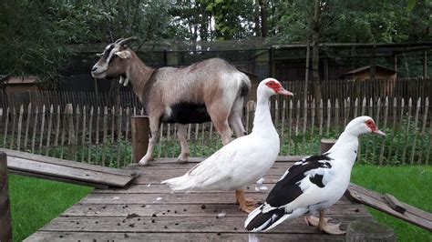 De bende van de kinderboerderij: voor doeners van 8 tot 12 jaar ...