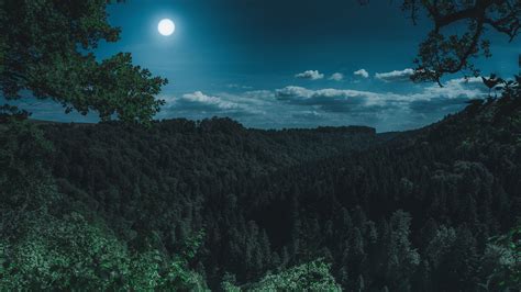 Dark Night Forest View 4k photography wallpapers, night wallpapers, moon wallpapers, hd ...