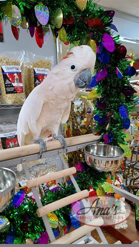 Moluccan Cockatoo – Ana's Parrots & Supplies