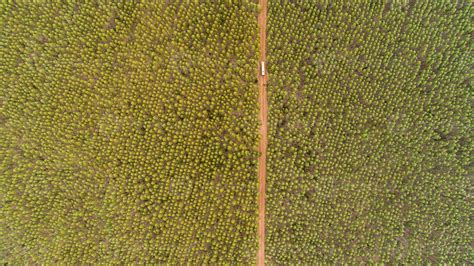 Plantation of eucalyptus trees, view from above. Eucalyptus forest. 7465847 Stock Photo at Vecteezy