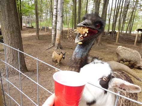 Emu Eating. Perfect Timing | Bored Panda