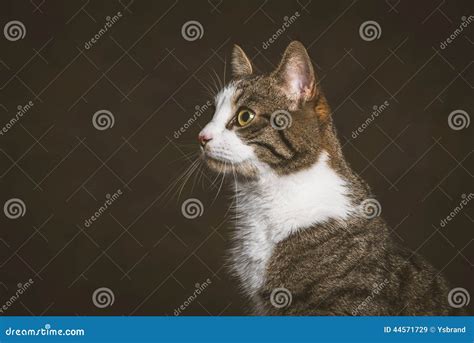 Cute Young Tabby Cat With White Chest Against Dark Fabric Background ...