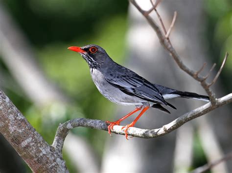 Dominican Republic - Caribbean Birding Trail