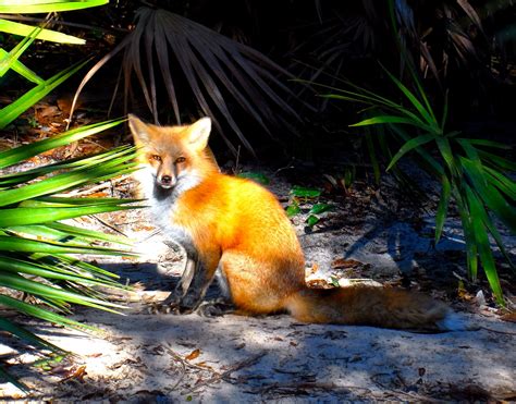 Fox at the Tallahassee Museum. Tallahassee Museum, Fox, Animals ...