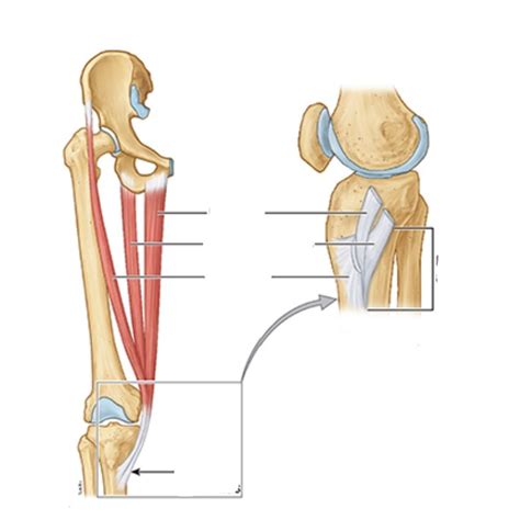 pes anserinus Diagram | Quizlet