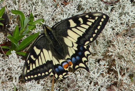 Old World Swallowtail and Oregon Swallowtail Butterfly, description, characteristics, size ...