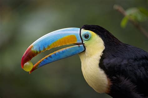 Download Beak Bird Animal Toucan HD Wallpaper