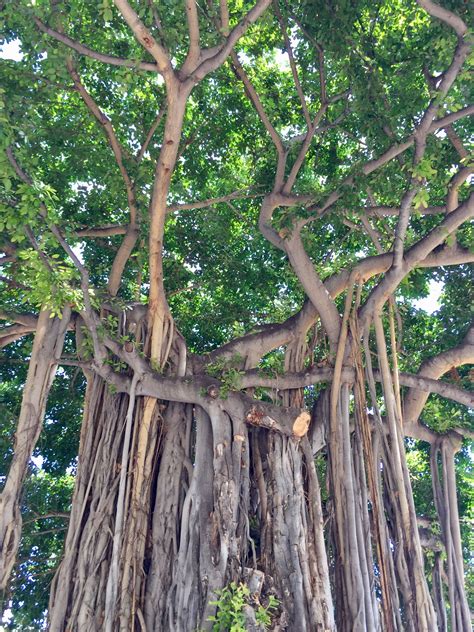 Banyan tree at Kūhiō Beach Park, Waikiki, Honolulu, Hawaii | Banyan tree, Waikiki, Hawaii