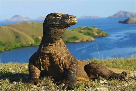 KOMODO ISLAND - All You MUST Know Before You Go (2024)