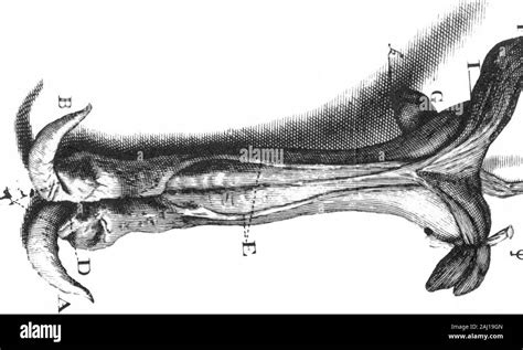 A Letter to Dr Edward Tyson Giving an Acconnt of the Anatomy of Those ...