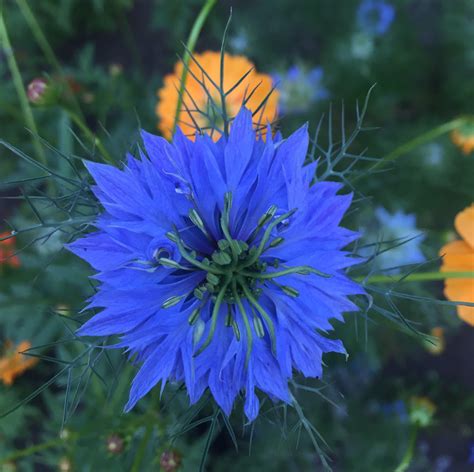 Nigella | Our Edible Flowers | The Flower Deli