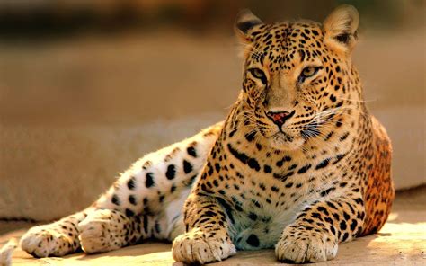 Cute animals wallpaper 4k | Zoo Animals