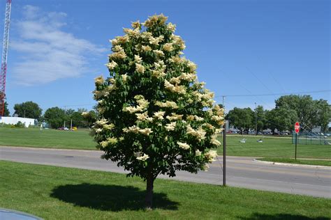 Japanese Tree Lilac is a late spring blooming ornamental tree.