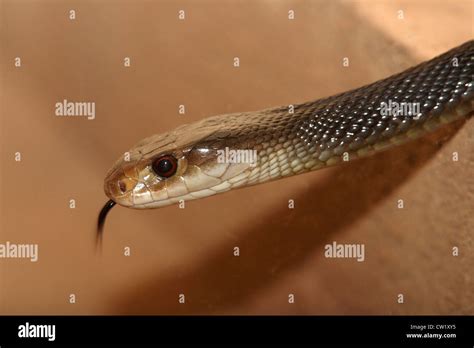 The Coastal Taipan Snake, Oxyuranus scutellatus, found in Australia and highly venomous. Also ...