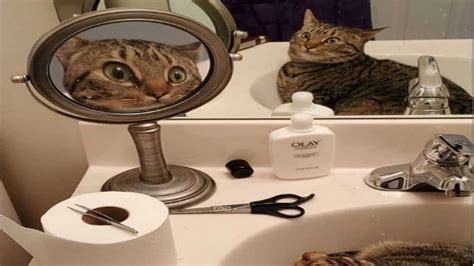 Next meme in making? This cat's reaction on seeing mirror leaves ...