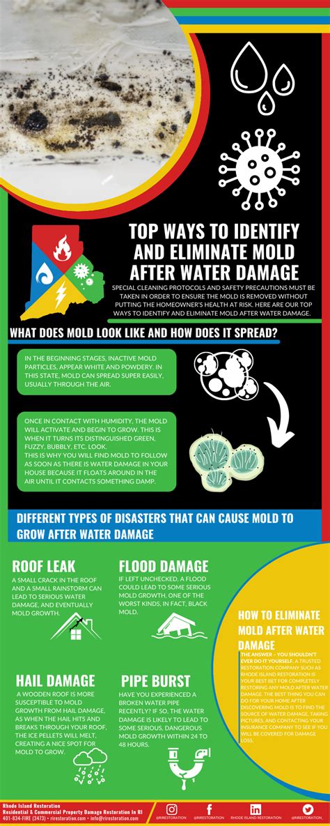 Mold Detection and Removal Strategies