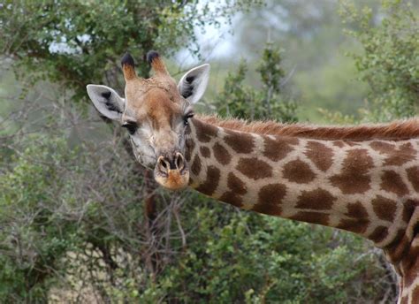 Incredible Collection of Full 4K Giraffe Images - Over 999+ Astonishing ...