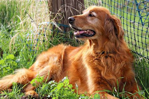 How To Groom Your Golden Retriever (Step By Step) – Golden Hearts