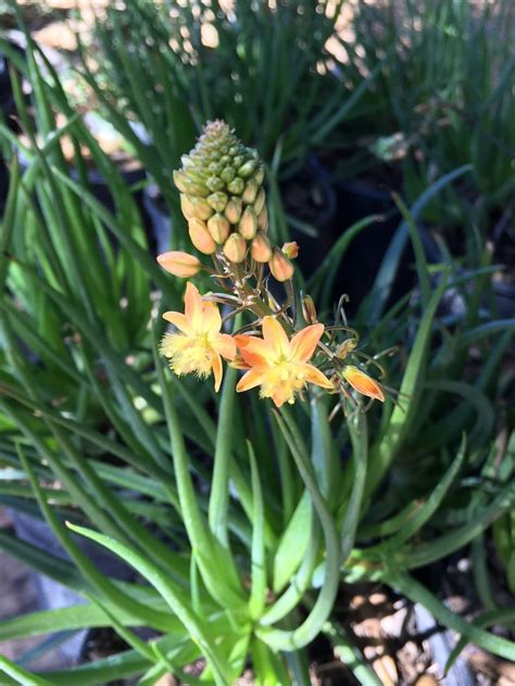 Bulbine frutescens 'Hallmark' - Boething Treeland Farms