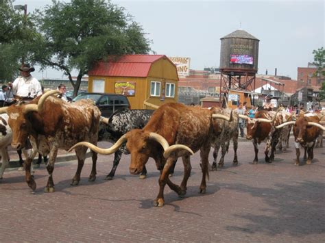 Fort Worth Stockyard cattle drive | Fort worth stockyards, Fort worth ...