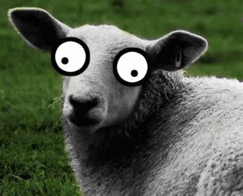 Silly Sheep - Silly GIF - Silly - Discover & Share GIFs