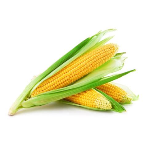 JAGUNG MANISSweet Corn – Selangor Fruit Valley