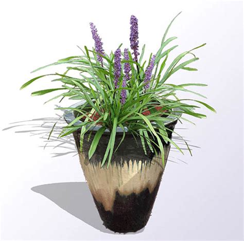 Lily turf plants for landscape - Guzman's Garden Centers