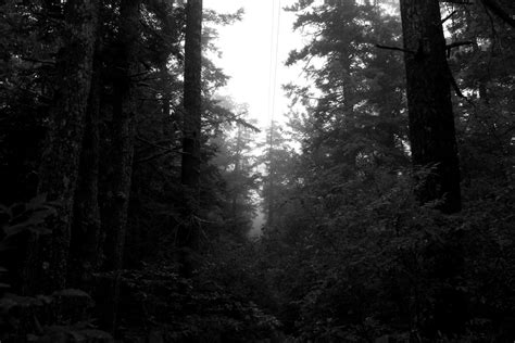 Dark forest fog by bobkangol on DeviantArt