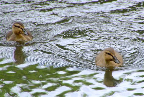 Baby ducks swimming | © 2018 Tony Worrall | Tony Worrall Photography | Flickr