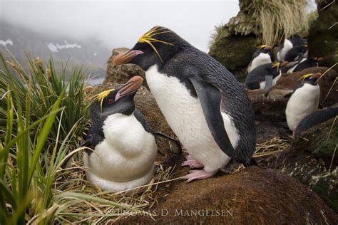 Rookery above the Bay — Macaroni Penguins by Thomas D. Mangelsen