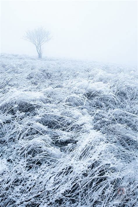 ice fog | Dark tree, Fog, Nature